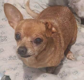 Chihuahua Dogs Available for Adoption in Republic, Missouri - Ms Piggy | PetCurious