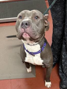 Pit Bull Terrier Dogs Available for Adoption - Jeremy | PetCurious