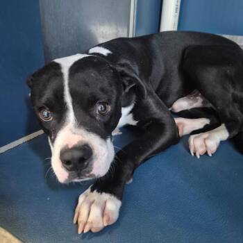 Bucky -  Pit Bull Terrier Dog for Adoption in Yuma, Arizona - Bucky | PetCurious