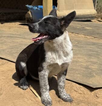 Catahoula Leopard Dog and Labrador Retriever Dogs Available for Adoption in Horn Lake, Mississippi - Dottie - Holly’s Litter Of 8 | PetCurious
