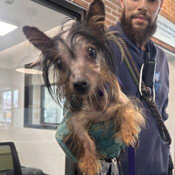 Owen -  Mixed Breed Dog for Adoption in Allentown, Pennsylvania - Owen | PetCurious