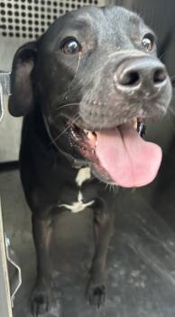 Rescue American Staffordshire Terrier and Mixed Breed Dogs for Adoption in Fort Worth, Texas - Sparky | PetCurious