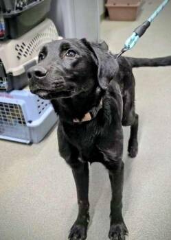 Denzel -  Labrador Retriever and Mixed Breed Dog for Adoption in Beatrice, Nebraska - Denzel | PetCurious