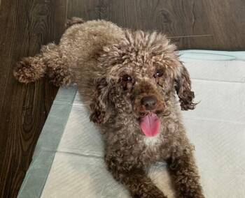 Pearl -  Poodle Dog for Adoption in Washington, District Of Columbia - Pearl | PetCurious