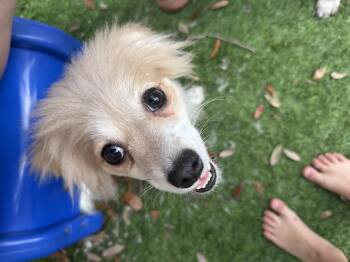 Ella Mae -  Chihuahua and Papillon Dog for Adoption in Parrish, Florida - Ella Mae | PetCurious