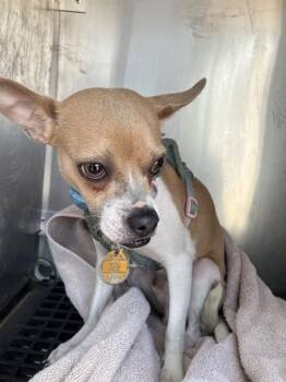 EARL -  Mixed Breed Dog for Adoption in Dallas, Texas - EARL | PetCurious