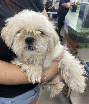 Mixed Breed Dogs Available for Adoption in Dallas, Texas - SOFIE | PetCurious