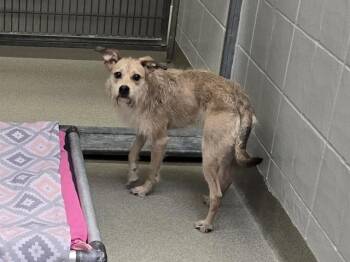 AVELINE -  Rat Terrier and Mixed Breed Dog for Adoption in Omaha, Nebraska - AVELINE | PetCurious