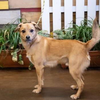 Spud -  Mixed Breed Dog for Adoption in Blaine, Minnesota - Spud | PetCurious
