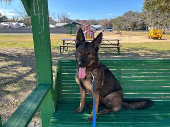 Missy -  German Shepherd Dog Dog for Adoption in Williston, Florida - Missy | PetCurious