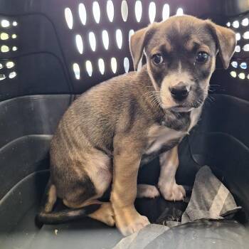 Pit Bull Terrier Dogs Available for Adoption - Ginger | PetCurious