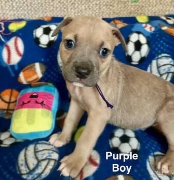 Pit Bull Terrier Dogs Available for Adoption in Buffalo, New York - Baby Boys (Purple, Green, Blue) | PetCurious
