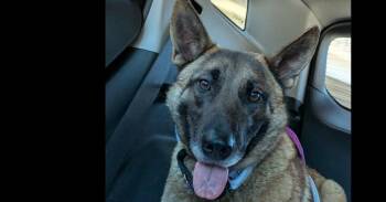 Bianca located in Michigan -  Belgian Shepherd Malinois and German Shepherd Dog Dog for Adoption in Imlay City, Michigan - Bianca Located In Michigan | PetCurious