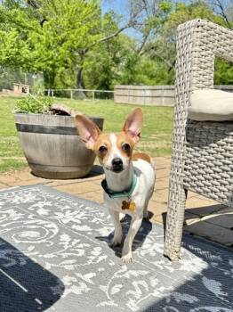 Rescue Chihuahua and Mixed Breed Dogs for Adoption in Fort Worth, Texas - Bob | PetCurious