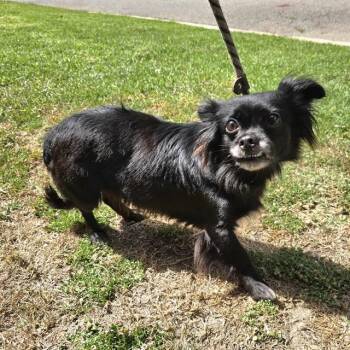 CHICA -  Chihuahua Dog for Adoption in Long Beach, California - CHICA | PetCurious