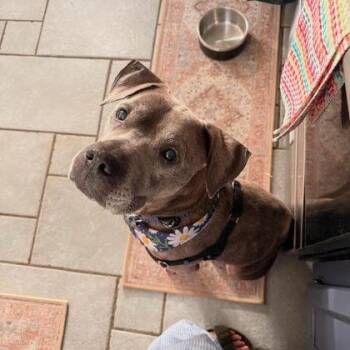 Oldie B Goodie -  Pit Bull Terrier and Mixed Breed Dog for Adoption in Atlanta, Georgia - Oldie B Goodie | PetCurious