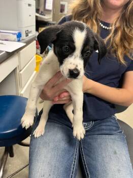 Olive -  Terrier Dog for Adoption in Hopkinsville, Kentucky - Olive | PetCurious