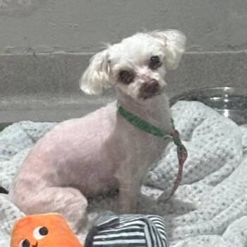 Maltese Dogs Available for Adoption in Branford, Connecticut - Dobby | PetCurious