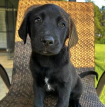 Curriee / Olivia -  Labrador Retriever and Mixed Breed Dog for Adoption in Broomfield, Colorado - Curriee / Olivia | PetCurious