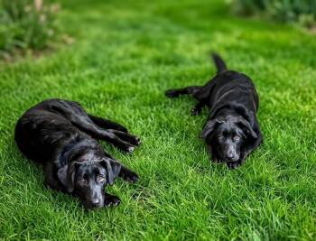 Marla and Moxie -  Labrador Retriever and Husky Dog for Adoption in Ossining, New York - Marla And Moxie | PetCurious