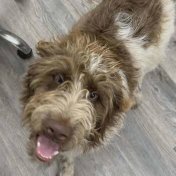 Mixed Breed Dogs Available for Adoption - Jenkins | PetCurious