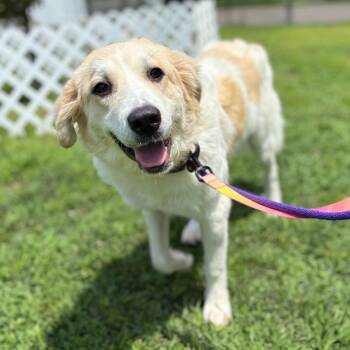 Bobbi -  Mixed Breed Dog for Adoption in Westhampton, New York - Bobbi | PetCurious