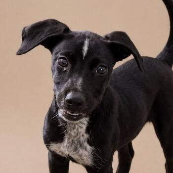ANASTASIA (out of town) -  Labrador Retriever Dog for Adoption in New York, New York - ANASTASIA (out Of Town) | PetCurious
