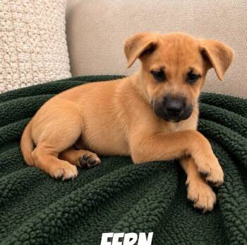 Fern SS in MS -  Mixed Breed Dog for Adoption in Warwick, Rhode Island - Fern SS In MS | PetCurious