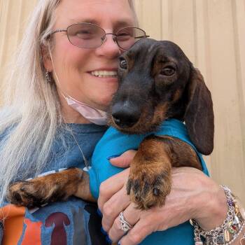 Alfie -  Miniature Dachshund Dog for Adoption in Houston, Texas - Alfie | PetCurious