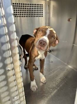 Rescue Pit Bull Terrier and Mixed Breed Dogs for Adoption in Fort Worth, Texas - 59834067 | PetCurious