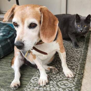 Beagle Dogs Available for Adoption in Austin, Texas - Chipper | PetCurious