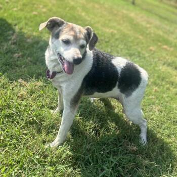 Sorsha -  Beagle and Mixed Breed Dog for Adoption in Cabot, Arkansas - Sorsha | PetCurious