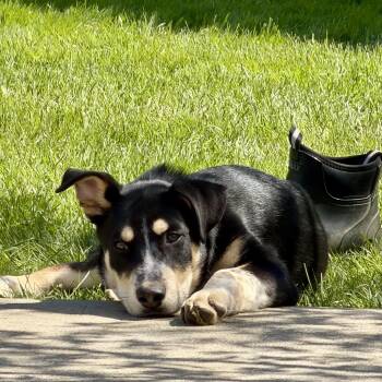 Mixed Breed Dogs Available for Adoption in Dunkirk, New York - Ken | PetCurious