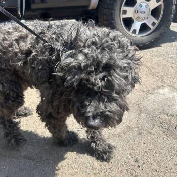 Sheep Dog and Poodle Dogs Available for Adoption in Newark, New Jersey - Eli | PetCurious