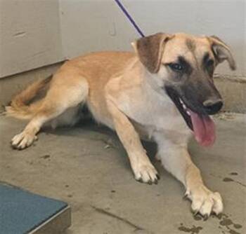 German Shepherd Dog and Mixed Breed Dogs Available for Adoption in Camarillo, California - SABLE | PetCurious
