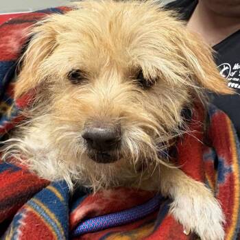Terrier Dogs Available for Adoption in Yuma, Arizona - Luisa | PetCurious