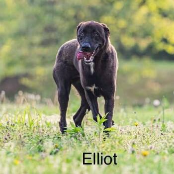 Black Labrador Retriever Dogs Available for Adoption in Bartlett, Tennessee - Elliott | PetCurious
