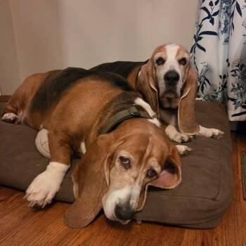 Doot & Johnny (Bonded Pair) -  Basset Hound Dog for Adoption in Farragut, Tennessee - Doot & Johnny (Bonded Pair) | PetCurious