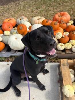 Roscoe Cuddle Family Dog -  Pit Bull Terrier and Black Labrador Retriever Dog for Adoption in Friendswood, Texas - Roscoe Cuddle Family Dog | PetCurious