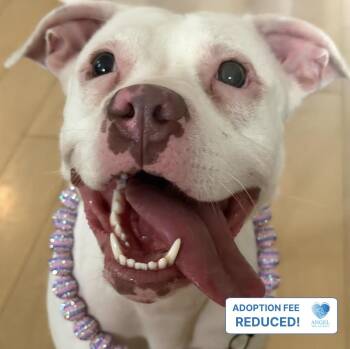 Tinkerbell -  Pit Bull Terrier Dog for Adoption in Naperville, Illinois - Tinkerbell | PetCurious