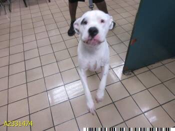 Mixed Breed Dogs Available for Adoption in West Palm Beach, Florida - FABLE | PetCurious