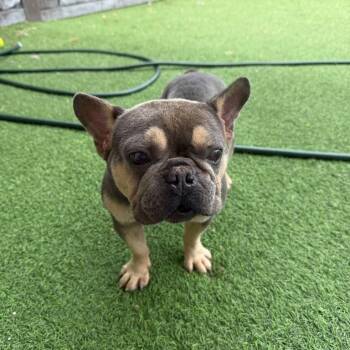 Gibby 3014 -  French Bulldog and Mixed Breed Dog for Adoption in Loxahatchee Groves, Florida - Gibby 3014 | PetCurious