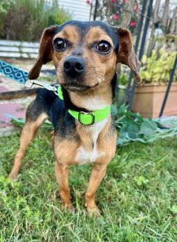 Rescue Mixed Breed Dogs for Adoption in Milton, Delaware - Saluda | PetCurious