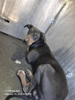 Doberman Pinscher Dogs Available for Adoption - ROOSEVELT | PetCurious