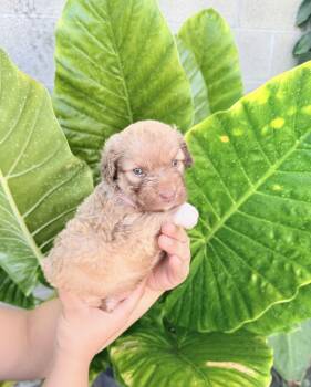 Kylie -  Miniature Poodle Dog for Adoption in Lodi, California - Kylie | PetCurious