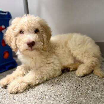 Hazel -  Golden Retriever and Standard Poodle Dog for Adoption in Fullerton, Pennsylvania - Hazel | PetCurious
