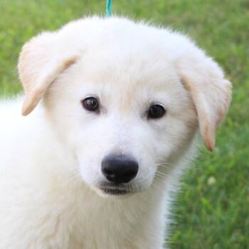 Micky -  Labrador Retriever Dog for Adoption in Eaton, Ohio - Micky | PetCurious