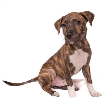 Tim Furry -  Mixed Breed Dog for Adoption in Palm Springs, California - Tim Furry | PetCurious