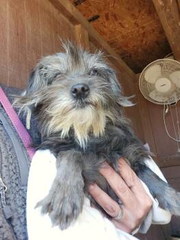 Rescue Mixed Breed Dogs for Adoption in Severance, Colorado - Bethany | PetCurious