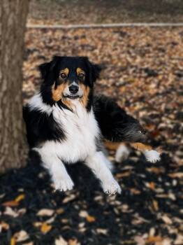 Rescue Australian Shepherd Dogs for Adoption in Long Beach, California - Charlie Boots | PetCurious